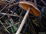 Cortinarius anomalus image