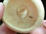 Rhodocollybia maculata image