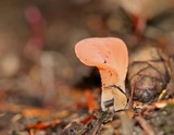 Guepinia helvelloides image