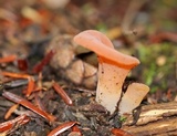 Guepinia helvelloides image