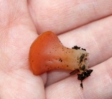 Guepinia helvelloides image