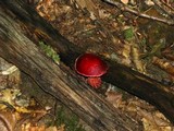Boletus frostii image