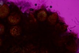 Hypocrea pallida image