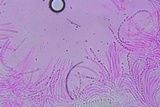 Hypocrea pallida image