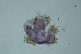 Hypocrea pallida image