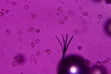 Entoloma hirtum image