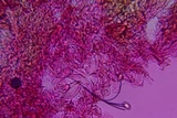 Entoloma hirtum image