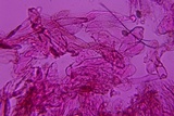 Entoloma hirtum image