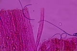 Entoloma hirtum image
