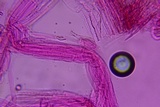 Entoloma hirtum image