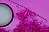 Entoloma hirtum image