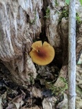 Xeromphalina tenuipes image