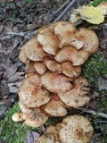Pholiota terrestris image