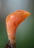 Guepinia helvelloides image