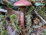 Suillus spraguei image
