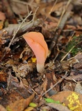 Guepinia helvelloides image