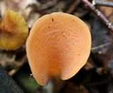 Guepinia helvelloides image