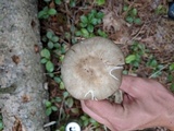 Amanita brunnescens image