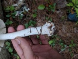 Amanita brunnescens image