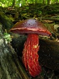 Boletus frostii image