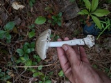 Amanita brunnescens image