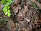Omphalina demissa image