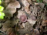 Omphalina demissa image