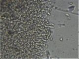Omphalina demissa image