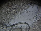 Omphalina demissa image