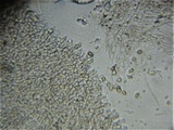 Omphalina demissa image