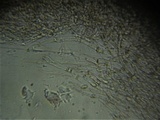 Omphalina demissa image