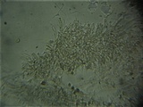 Omphalina demissa image