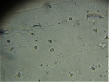 Omphalina demissa image