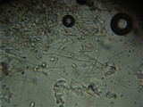 Omphalina demissa image