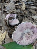 Russula mariae image