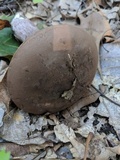 Tylopilus plumbeoviolaceus image