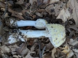 Amanita velatipes image