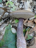 Tylopilus plumbeoviolaceus image