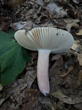 Russula mariae image