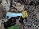 Amanita flavorubens image