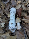 Hypomyces hyalinus image