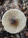 Amanita brunnescens image