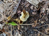 Coltricia montagnei var. montagnei image