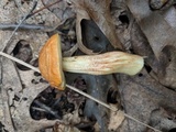 Leccinum longicurvipes image
