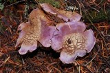 Cortinarius traganus image