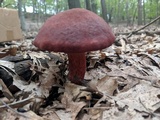 Baorangia bicolor image