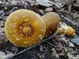 Amanita flavorubens image