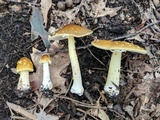 Amanita flavorubens image