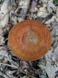 Cortinarius corrugatus image