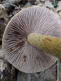 Cortinarius corrugatus image
